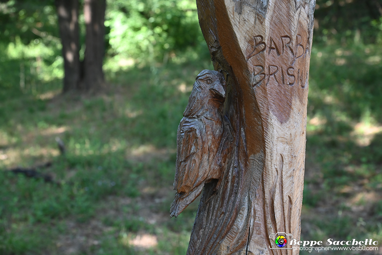 VBS_4706 - Il bosco fatato - Montaldo Roero.jpg